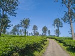 Exploring Wayanad: A Lush Paradise with Rich Tribal Heritage